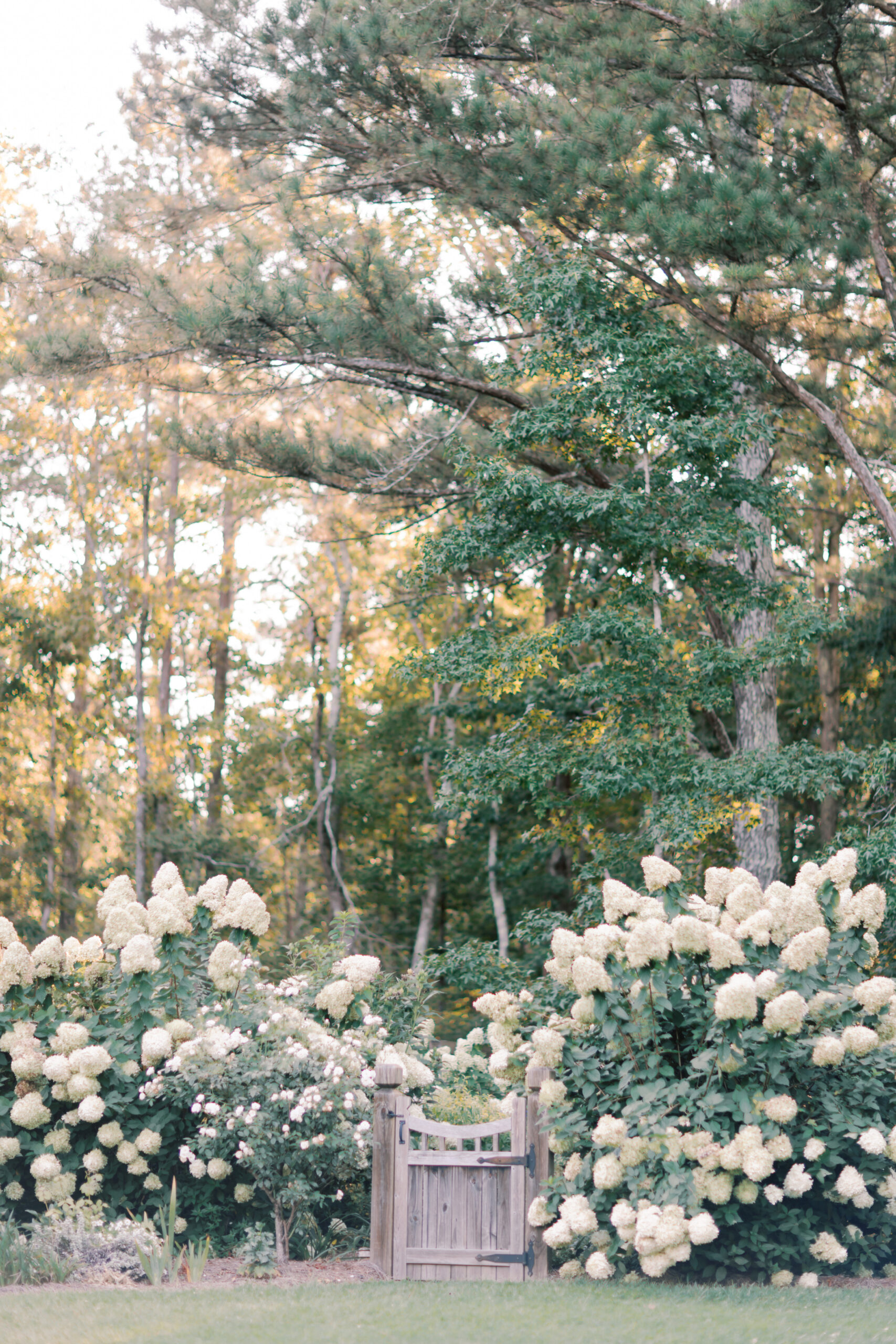 White Limelight hydrangeas surrounding a wooden garden gate beneath tall trees at The McGarity House